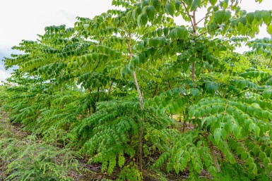 Aralia elata meerstammig 200-250