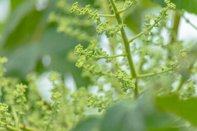 Aralia elata meerstammig 200-250