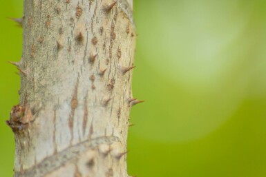 Duivelswandelstok Aralia elata Meerstammig 200-250 P Aralia elata meerstammig 200-250