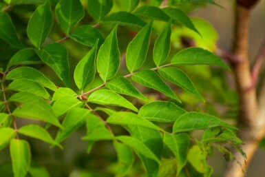 Aralia elata meerstammig 200-250