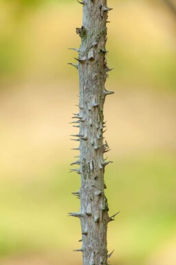 Duivelswandelstok Aralia elata Meerstammig 200-250 P Aralia elata meerstammig 200-250