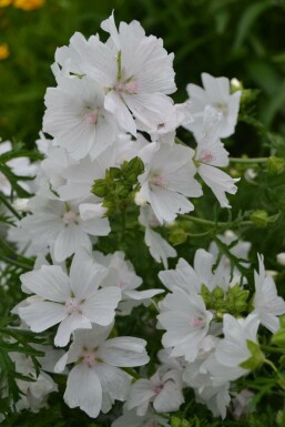 Kaasjeskruid Malva moschata 'Alba' 5-10 Pot P9 Malva moschata 'Alba'