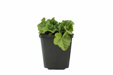 Kaasjeskruid Malva moschata 'Alba' 5-10 Pot P9 Malva moschata 'Alba'