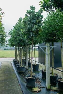 Aardbeiboom Arbutus unedo Hoogstam Arbutus unedo hoogstam