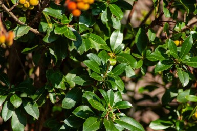 Arbutus unedo hoogstam 10/12