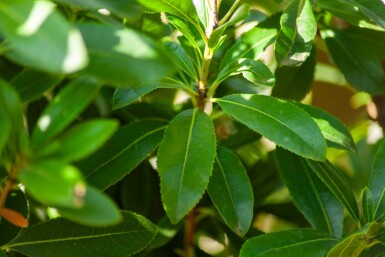 Arbutus unedo hoogstam 10/12