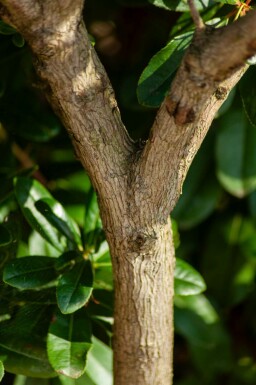 Arbutus unedo hoogstam 10/12