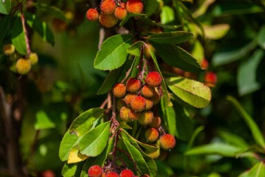 Arbutus unedo hoogstam 10/12