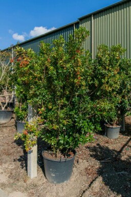 Aardbeiboom Arbutus unedo Meerstammig Arbutus unedo meerstammig