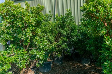 Arbutus unedo meerstammig 200-250
