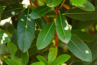 Arbutus unedo meerstammig 200-250