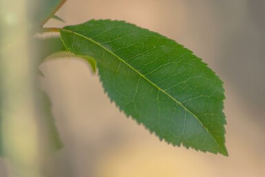 Arbutus unedo meerstammig 200-250