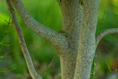 Betula albosinensis hoogstam 14/16