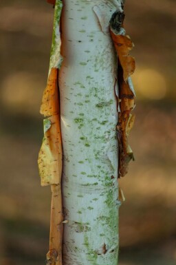 Betula albosinensis hoogstam 14/16