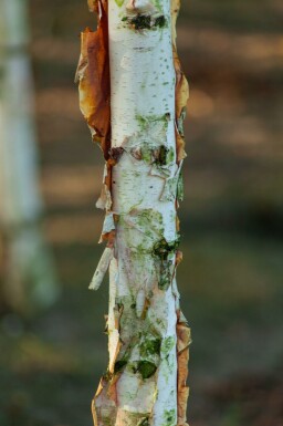 Betula albosinensis hoogstam 14/16