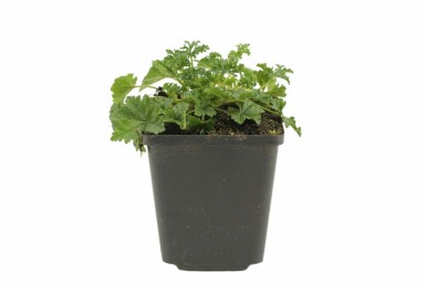 Muskuskaasjeskruid Malva moschata 'Rosea' 5-10 Pot P9 Malva moschata 'Rosea'