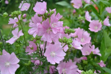 Muskuskaasjeskruid Malva moschata 'Rosea' 5-10 Pot P9