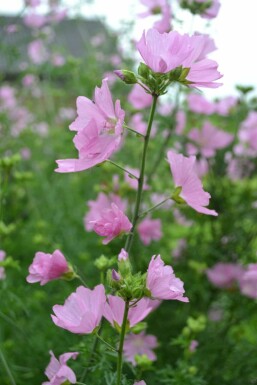 Muskuskaasjeskruid Malva moschata 'Rosea' 5-10 Pot P9 Malva moschata 'Rosea'