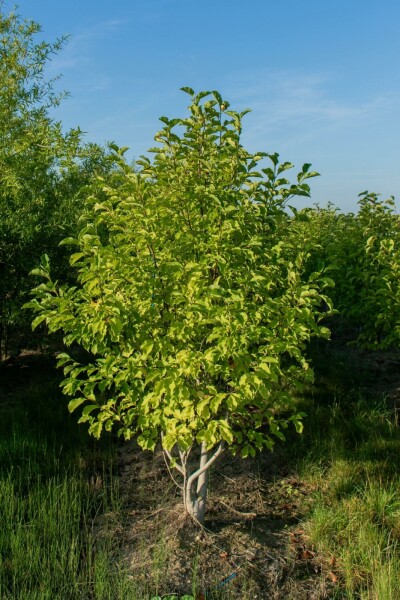 Betula albosinensis meerstammig 200-250
