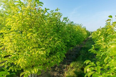 Chinese berk Betula albosinensis Meerstammig Betula albosinensis meerstammig