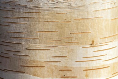 Betula albosinensis meerstammig 200-250