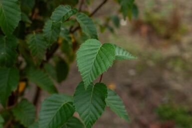 Betula utilis 'Fascination' meerstammig 200-250