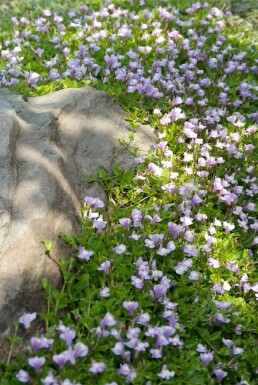 Mazus Mazus reptans 5-10 Pot P9 Mazus reptans