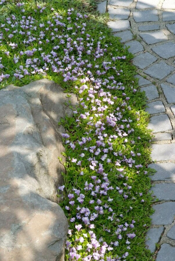 Mazus Mazus reptans 5-10 Pot P9 Mazus reptans