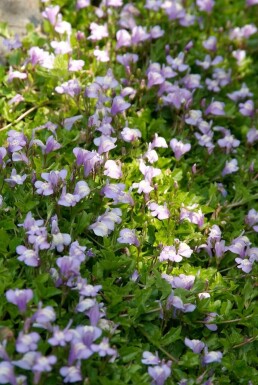 Mazus Mazus reptans 5-10 Pot P9 Mazus reptans