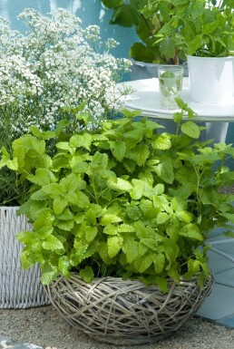 Citroenmelisse Melissa officinalis 5-10 Pot P9 Melissa officinalis