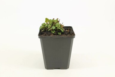 Citroenmelisse Melissa officinalis 5-10 Pot P9 Melissa officinalis