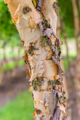 Betula nigra meerstammig 200-250
