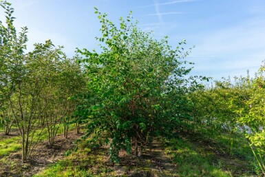 Betula nigra meerstammig 200-250