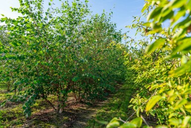 Betula nigra meerstammig 200-250