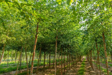 Betula papyrifera hoogstam