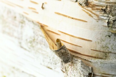 Betula papyrifera hoogstam 10/12