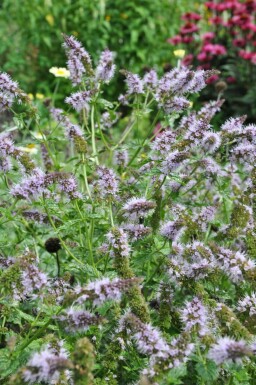 Pepermunt Mentha piperita 5-10 Pot P9 Mentha piperita