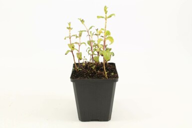 Pepermunt Mentha piperita 5-10 Pot P9 Mentha piperita