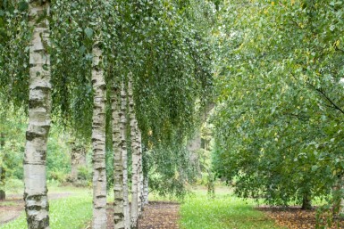 Ruwe berk Betula pendula Hoogstam stamomtrek 10-12 P Betula pendula hoogstam 10/12