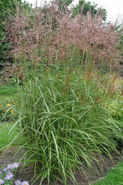 Chinees riet Miscanthus sinensis 'Ferner Osten' 10-15 Pot P11 Miscanthus sinensis 'Ferner Osten'