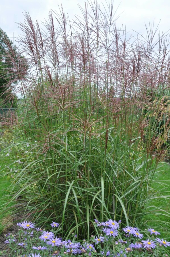 Chinees riet Miscanthus sinensis 'Ferner Osten' 10-15 Pot P11 Miscanthus sinensis 'Ferner Osten'