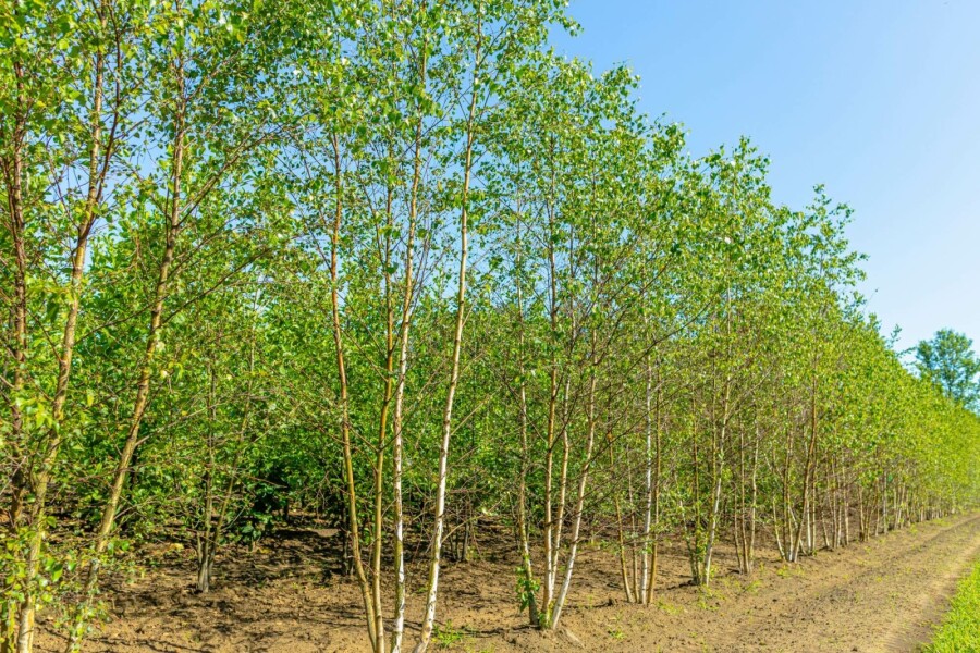 Ruwe berk Betula pendula Meerstammig 200-250 P Betula pendula meerstammig 200-250