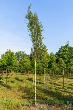 Betula pendula 'Fastigiata' hoogstam