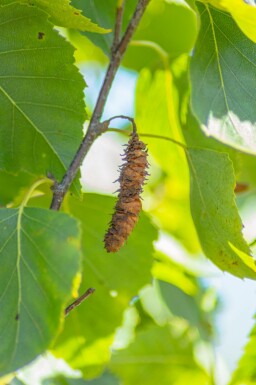 Betula pendula 'Fastigiata' hoogstam 6/8