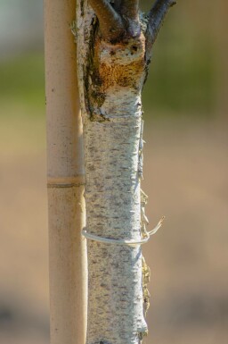 Betula pendula 'Fastigiata' hoogstam 6/8