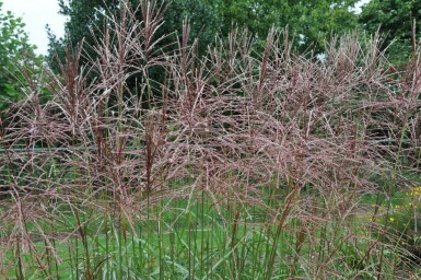 Chinees riet Miscanthus sinensis 'Ferner Osten' 5-10 Pot P9 Miscanthus sinensis 'Ferner Osten'