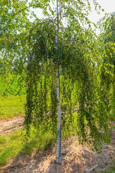 Betula pendula 'Youngii' hoogstam 10/12