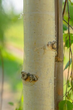Betula pendula 'Youngii' hoogstam 10/12