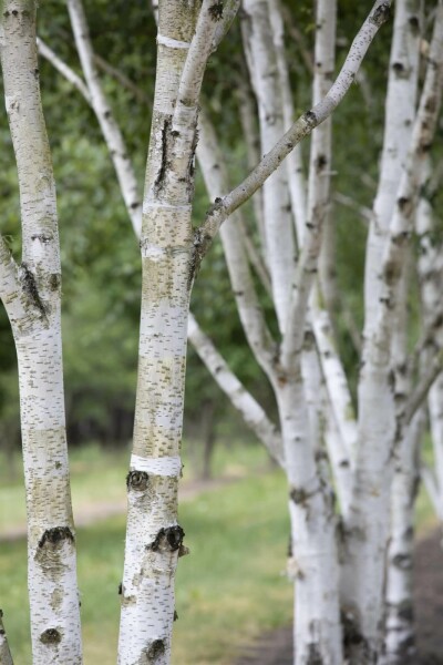 Betula pubescens hoogstam 10/12