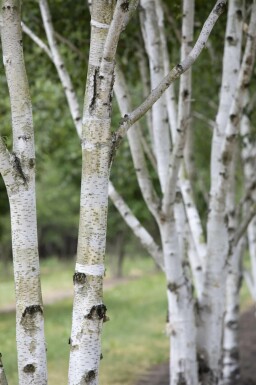 Zachte berk Betula pubescens Hoogstam stamomtrek 10-12 P Betula pubescens hoogstam 10/12